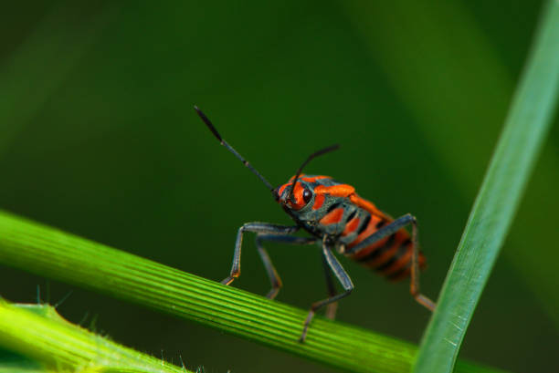 istock macro image of a beautiful assassin bug nymph. 1220768754