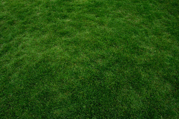 istock Green grass texture background, Green lawn, Backyard for background, Grass texture, Park lawn texture. 1220768800