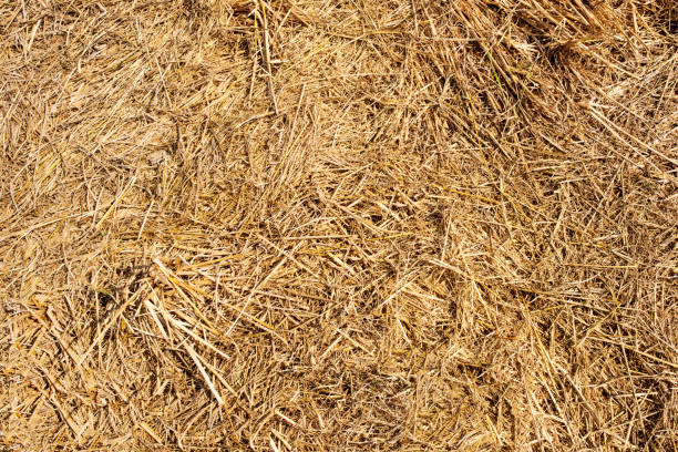 istock Brown grass hay texture background, Brown lawn, Backyard for background, Grass hay texture, Park lawn texture. 1220768806