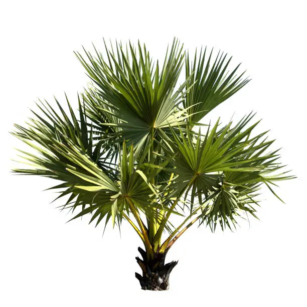 Photo of Small or young Sugar palm isolated on the white background.