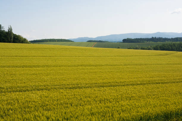 istock Wheat field nearing harvest 1220771525