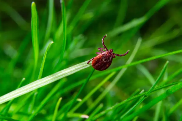 Photo of tick at the tips of plants ready to grab onto the victim