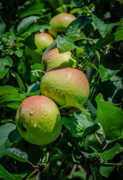 istock Ripening apples after rain in summer 1220771810
