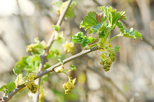 Spring shoots of currant. Currant seedlings. Young sprout of currant. Growing currant. High resolution photo. Full depth of field.