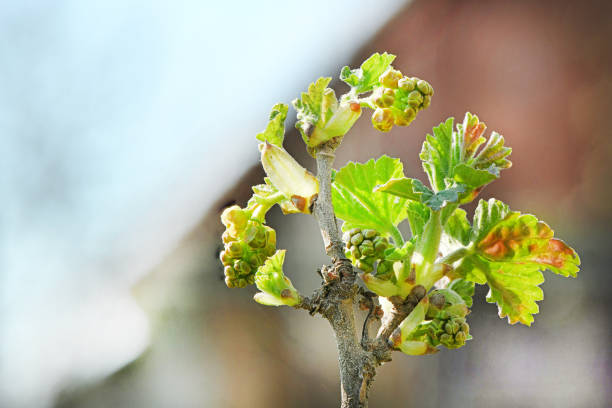 Spring shoots of currant. Currant seedlings. Young sprout of currant. Growing currant. High resolution photo. Full depth of field.