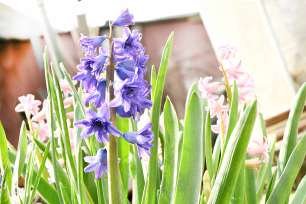 istock Violet blue Hyacinth flower in small garden daylight. 1220772577