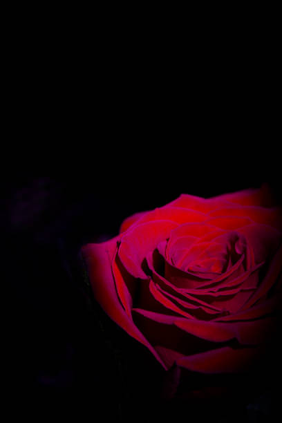 istock Red rose with dark backlight. No people 1220772711