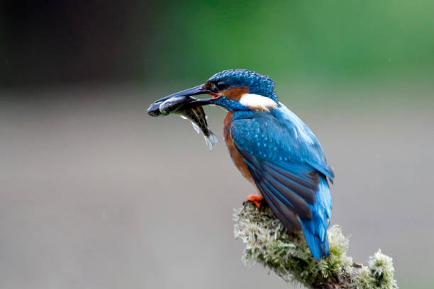 istock Male kingfisher perched and fishing 1220773424