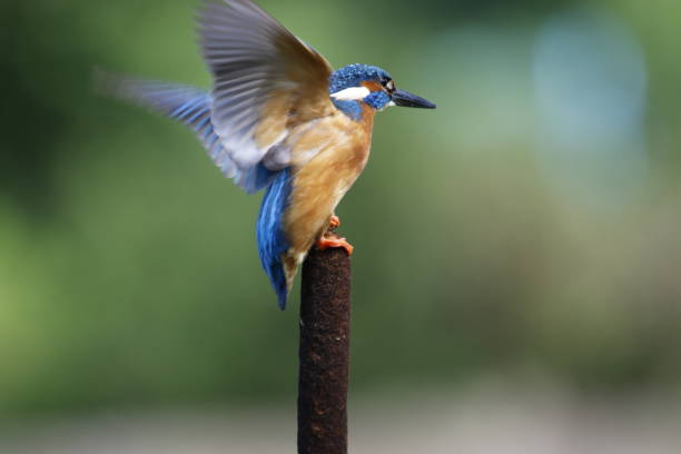 istock Male kingfisher perched and fishing 1220774128