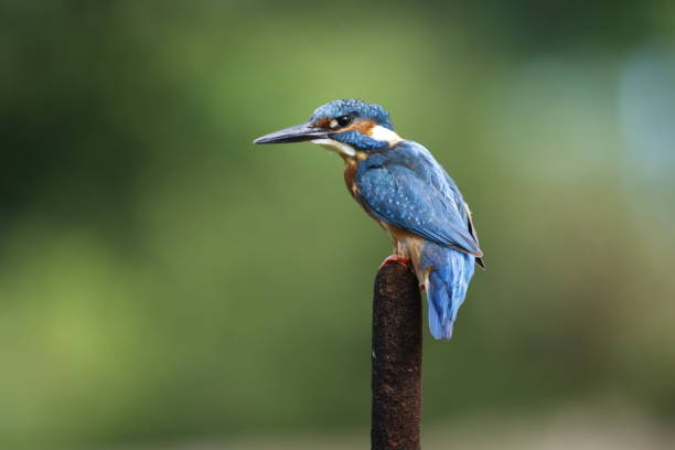 istock Male kingfisher perched and fishing 1220774184