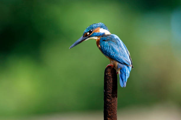 istock Male kingfisher perched and fishing 1220774200