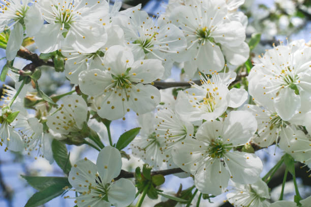 istock Close up Beautiful flowers Spring branch of Cherry blossoms tree background. 1220774253