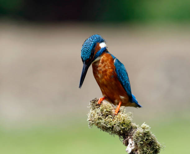 istock Male kingfisher perched and fishing 1220774316