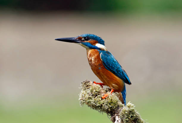 istock Male kingfisher perched and fishing 1220774321