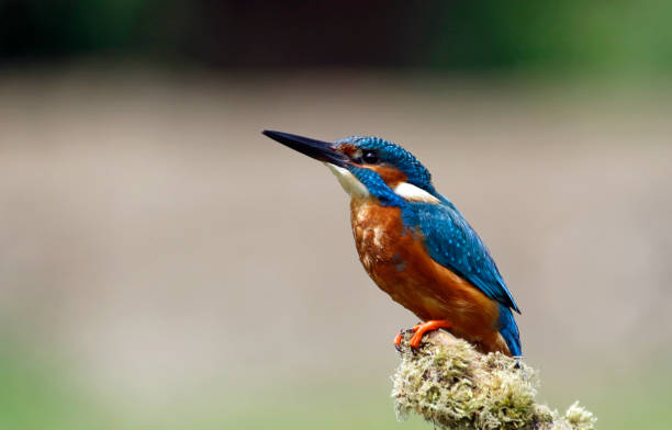 istock Male kingfisher perched and fishing 1220774363