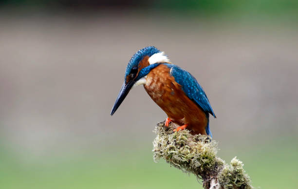 istock Male kingfisher perched and fishing 1220774478