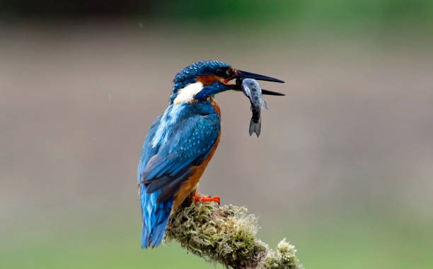 istock Male kingfisher perched and fishing 1220774523