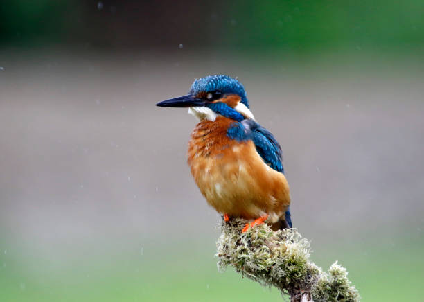 istock Male kingfisher perched and fishing 1220774621