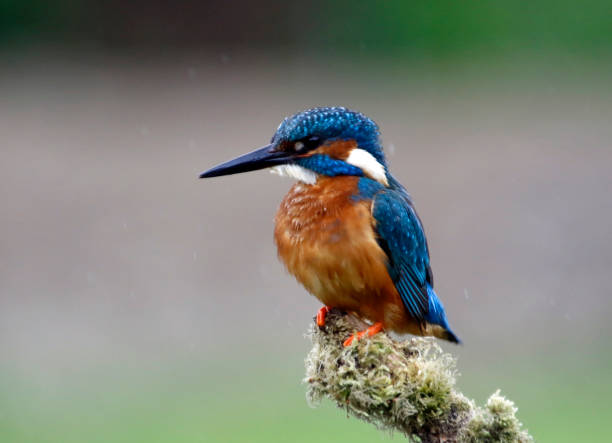 istock Male kingfisher perched and fishing 1220774661