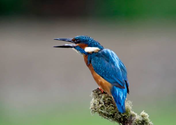 istock Male kingfisher perched and fishing 1220774692