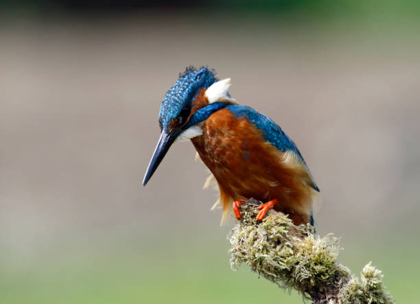 istock Male kingfisher perched and fishing 1220774697