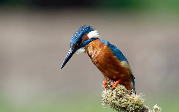 istock Male kingfisher perched and fishing 1220774701