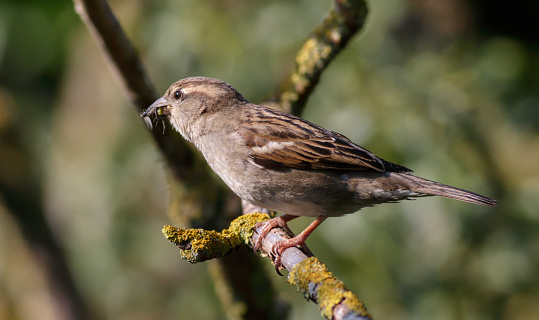 House sparrows (Passer domesticus) have blunt, seed-cracking bills, but in spring they spend hours searching for insects on which to feed their young. The farmers who regards house sparrows as seed-eating pests might change their minds if they saw them in springtime.