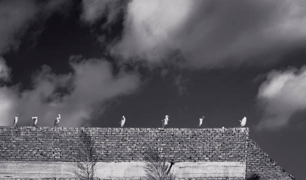 istock Birds landed on roof in black and white 1220775788