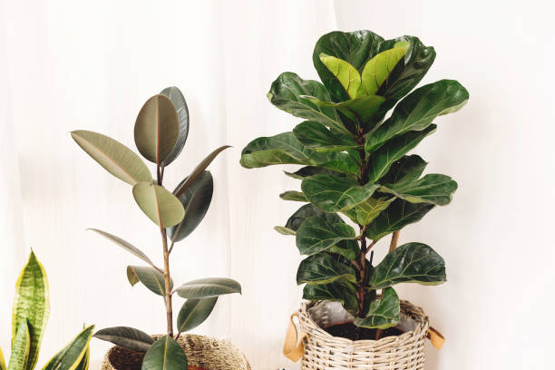 istock Ficus , Fiddle leaf fig tree, snake sansevieria plants in pots on sunny white background. Houseplants. Plants in modern interior room. Gardening at home 1220777813