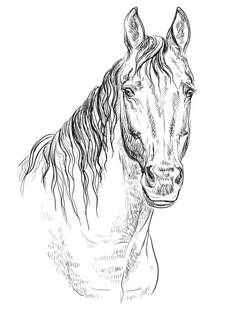 ilustrações de stock, clip art, desenhos animados e ícones de horse portrait-19 - beautiful friendship wildlife nature