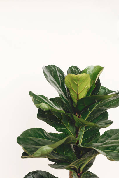 istock Ficus Lyrata. Beautiful fiddle leaf tree leaves on white background. Fresh new green leaves growing from fig tree, close up. Copy space. Houseplant. Plants in modern interior room 1220778521