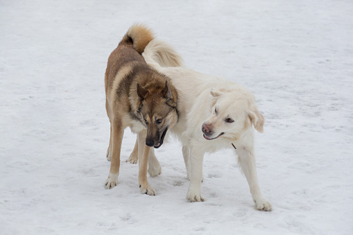 Labrador retriever and west siberian laika are playing on a white snow in the winter park. Pet animals. Purebred dog.
