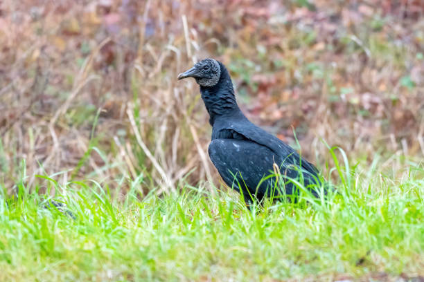 istock Black Vultures on the ground 1220779739