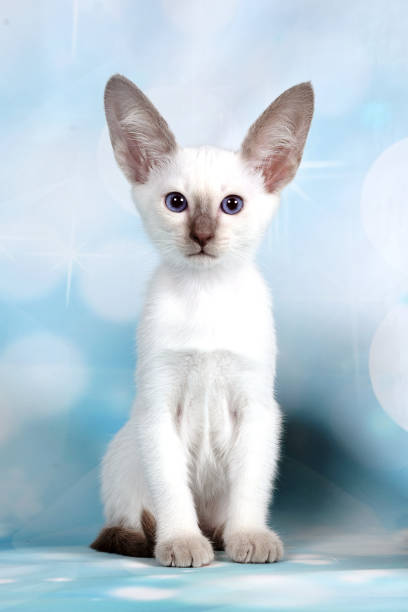 gatto felice - orecchie grandi foto e immagini stock