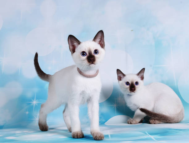 Long Haired Siamese Cats Stock Photos, Pictures & Royalty-Free Images -  iStock