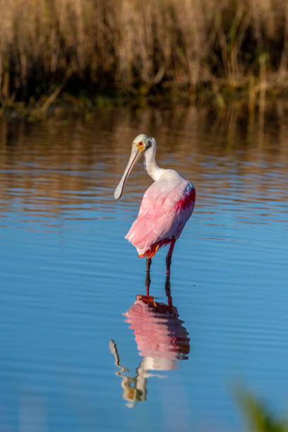istock A roseate spoonbill bird wading is reflected in the water 1220781599