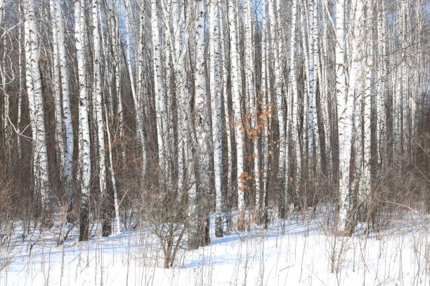 istock Black and white birch trees with birch bark in winter on snow 1220781639