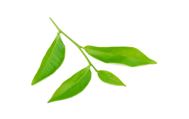 istock Green tea leaf isolated on white background 1220782090