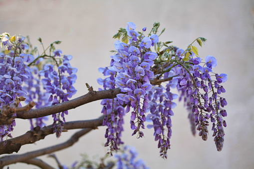 Blooming wisteria plants