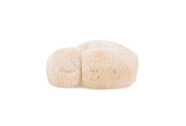 istock lion mane mushroom isolated on white background. 1220783575