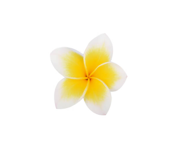 istock Frangipani flower isolated on white background 1220783687