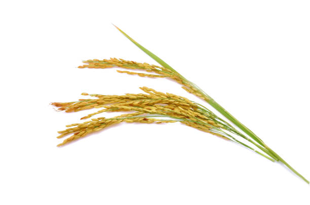 istock ears of Thai jasmine rice isolated on white background 1220783764