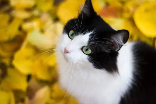 Photo of Black and white kitty against background of yellow leaves - autumn