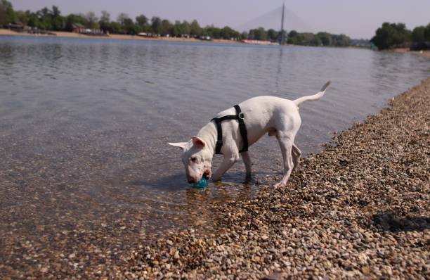 istock Man walking with a dog near the river 1220785085