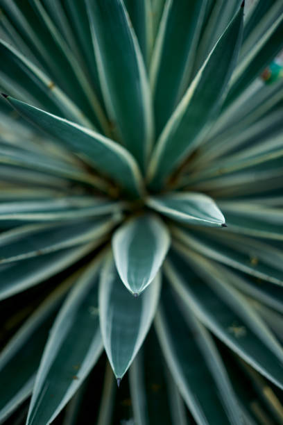 istock wild Agave plants in the tropical rainforest 1220786348
