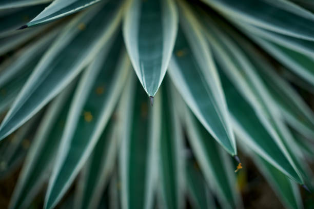 istock Green agave plant in tropical rainforest 1220786804