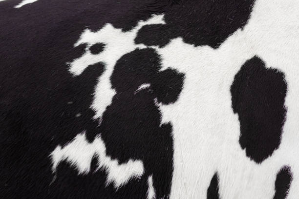 istock Black and white cow skin close up 1220786998