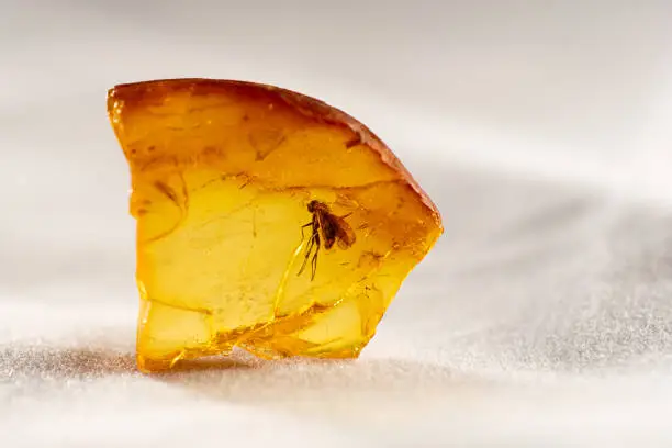 Amazing piece of Baltic amber with a prehistoric insect - flies frozen in it.