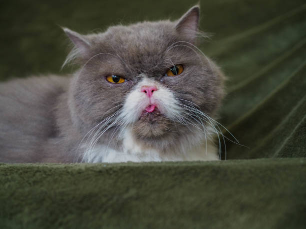 Inbred beautiful male 5 years of Persian longhair black and white cat with yellow green eyes lying down on a sofa looking straight ahead. best friends while stay at home during covid 19 situations