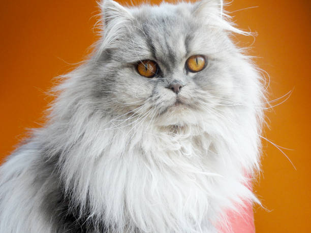 Persian Female cat portrait - fotografia de stock